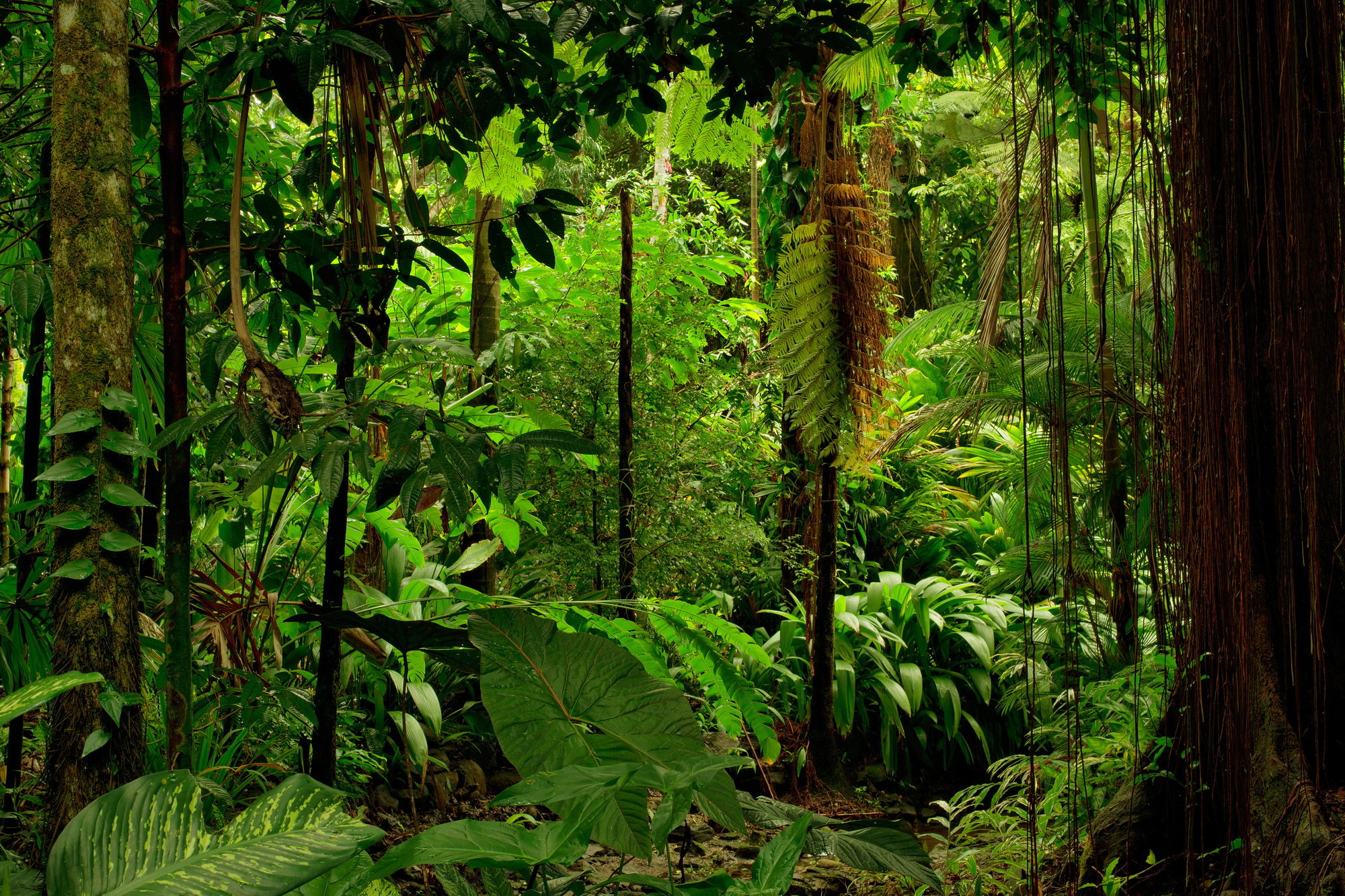 rainforest