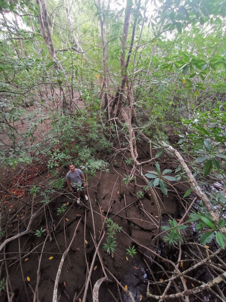 Mangrove restoration, Costa Rica